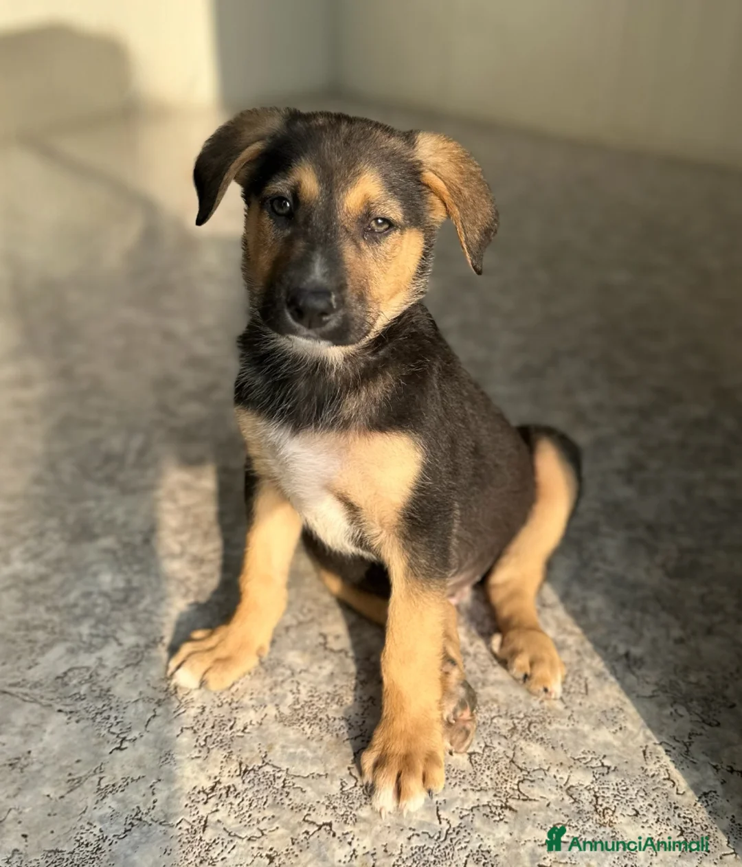 Meticcio cani in regalo: BENNY CERCA CASA - Annuncio 1