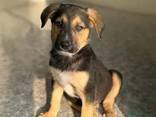 Meticcio cani BENNY CERCA CASA - Annuncio 11