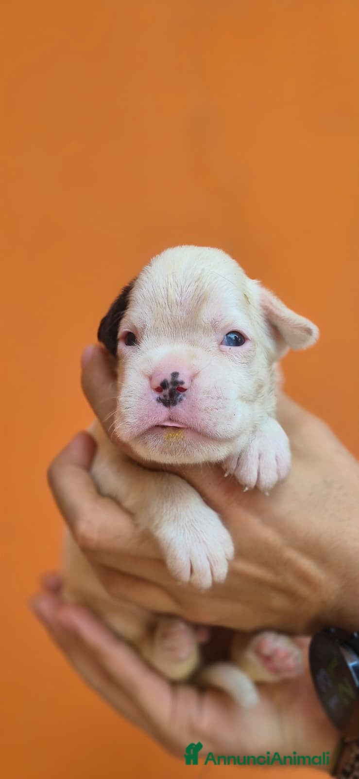 Boxer cani Boxer cucciolo - Annuncio 7