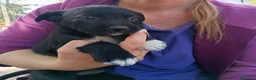 Meticcio cani in regalo: Cuccioli di Borador  - Annuncio 8