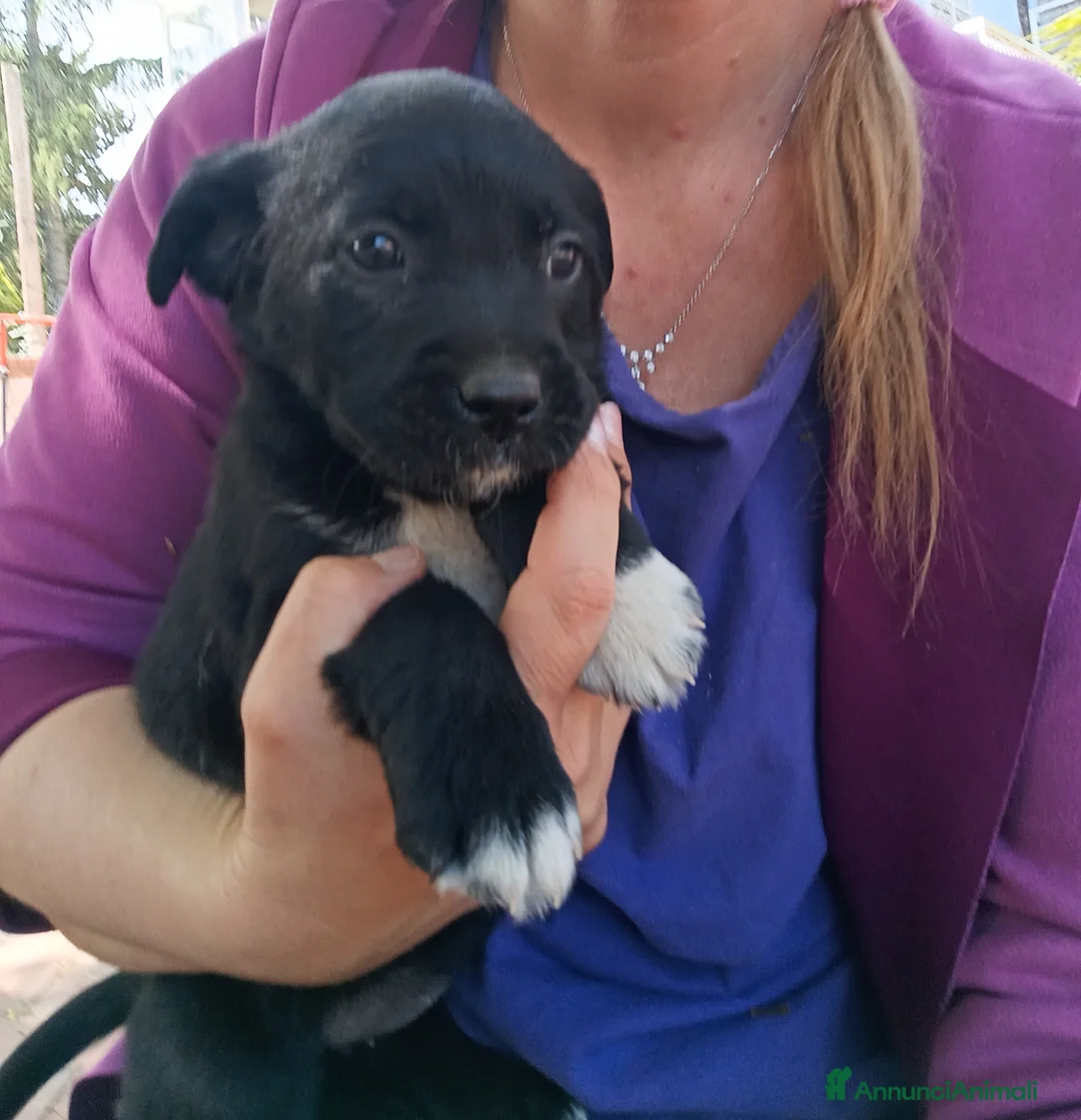 Meticcio cani in regalo: Cuccioli di Borador  - Annuncio 8