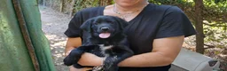Meticcio cani in regalo: IL BELLISSIMO MALUK CERCA LA SUA FAMIGLIA - Annuncio 4