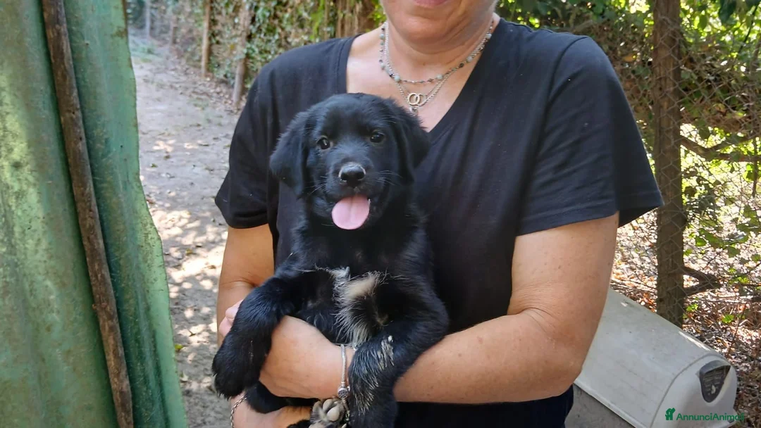 Meticcio cani in regalo: IL BELLISSIMO MALUK CERCA LA SUA FAMIGLIA - Annuncio 4