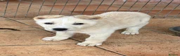 Meticcio cani in regalo: Cuccioli tenerissimi in cerca di casa  - Annuncio 8
