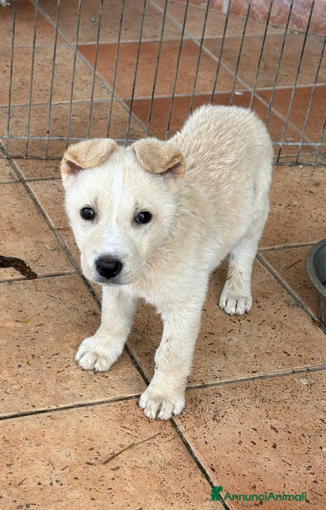 Meticcio cani in regalo: Cuccioli tenerissimi in cerca di casa  - Annuncio 8
