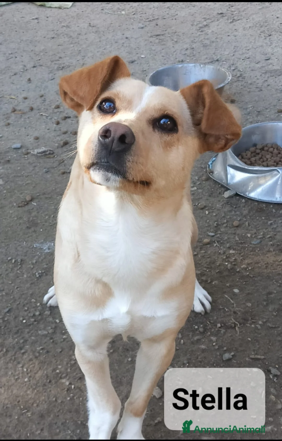 Meticcio cani in regalo: STELLA - Annuncio 3