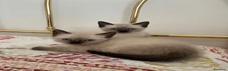Siamese gatti in vendita: Gattini siamesi seal point - Annuncio 4