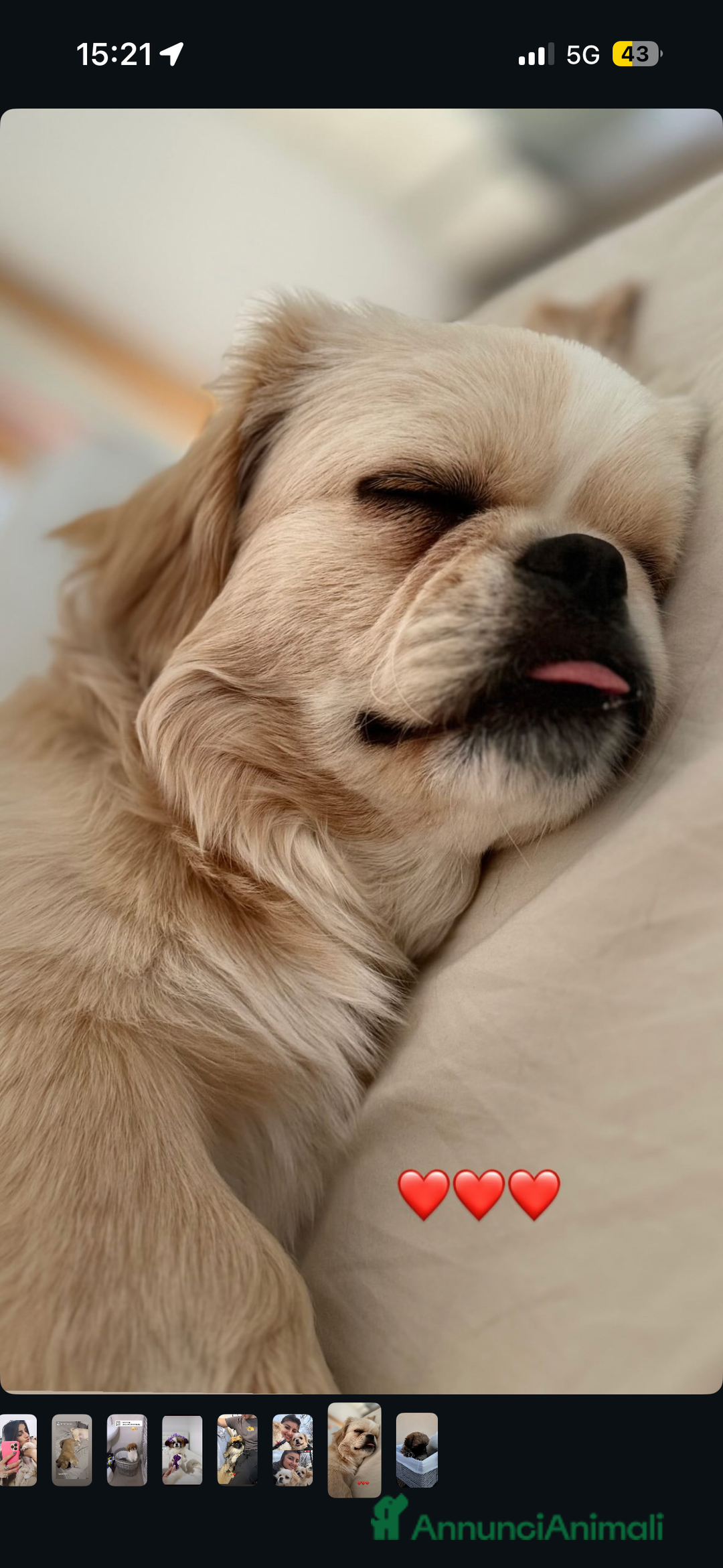 Pechinese cani in vendita: Cuccioli pechinese - Annuncio 6