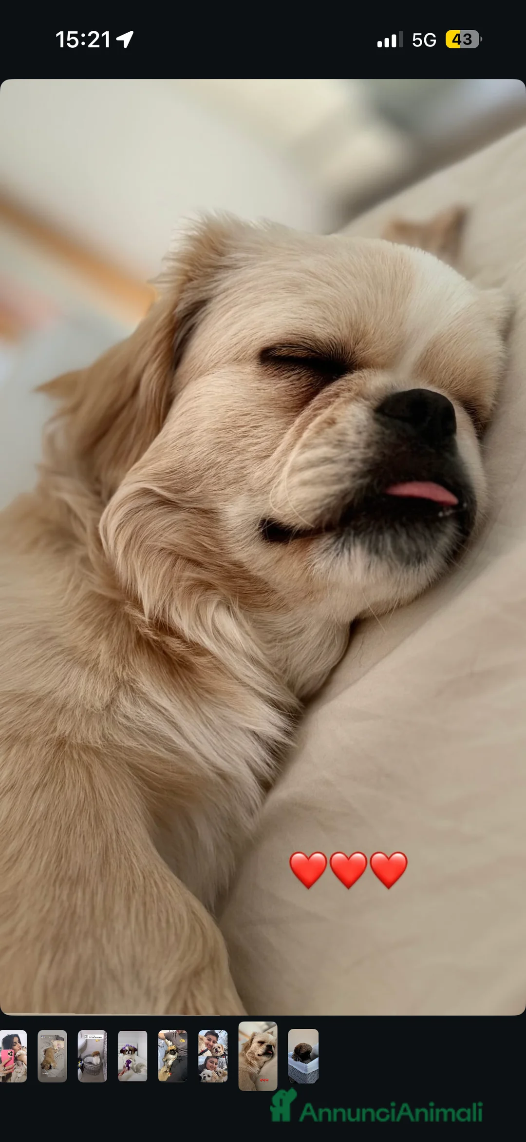 Pechinese cani in vendita: Cuccioli pechinese - Annuncio 6