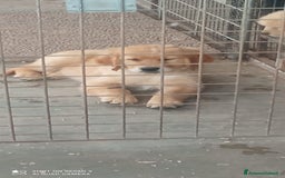 Golden Retriever cani in vendita: Golden retriever cuccioli disponibili  a Provincia di Pordenone - Immagine 4