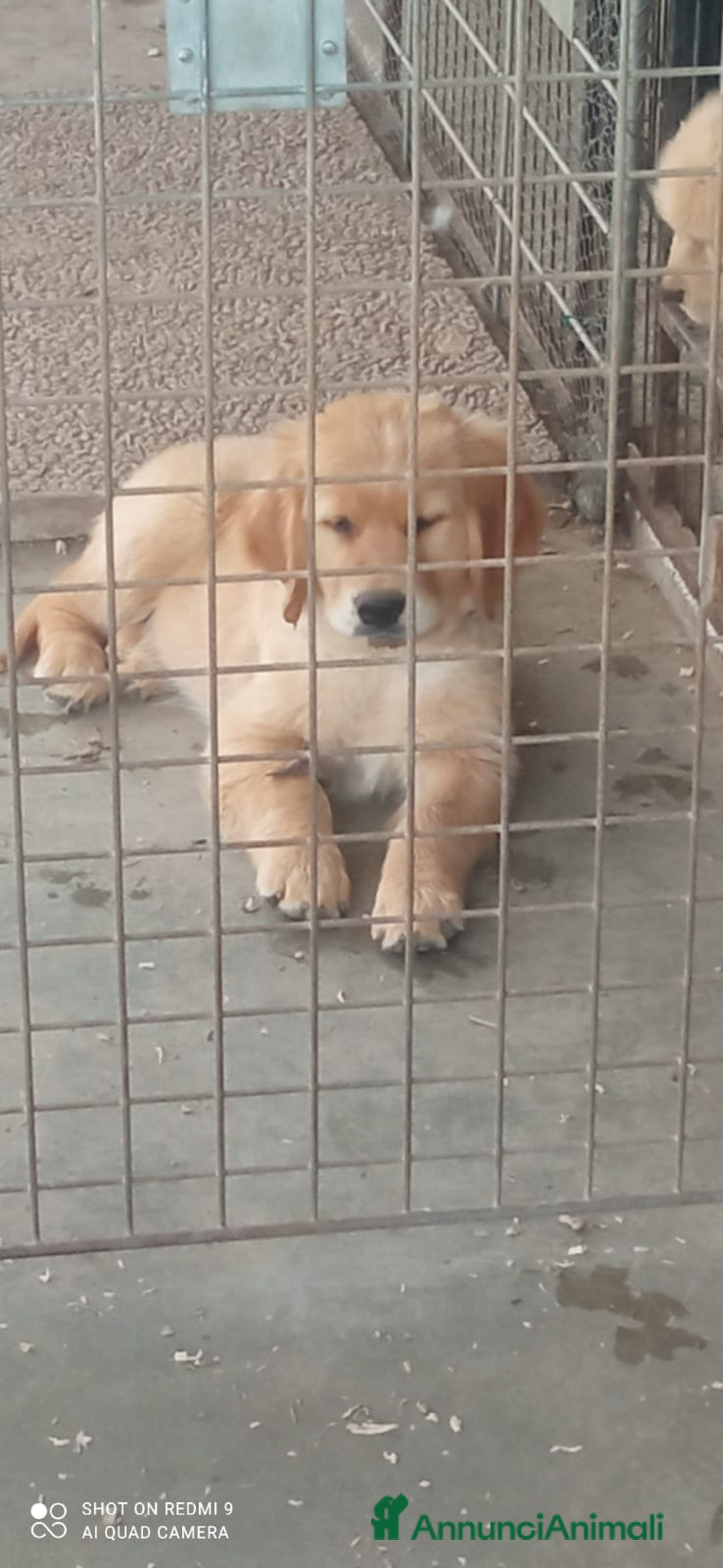 Golden Retriever cani in vendita: Golden retriever cuccioli disponibili  a Provincia di Pordenone - Immagine 4