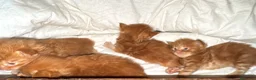 Maine Coon gatti in vendita: Maine coon cuccioli (Austin X Bastet) - Annuncio 8