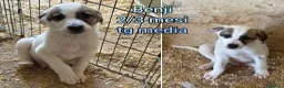 Meticcio cani in regalo: CUCCIOLI IN CERCA D'AMORE  a Provincia di Prato - Annuncio 7
