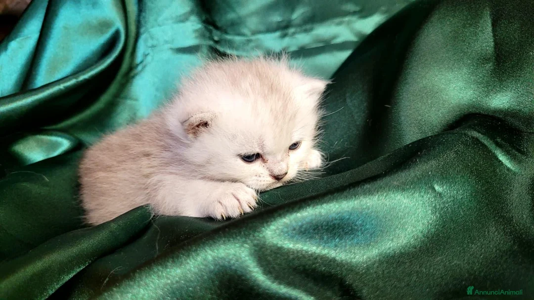 British gatti in vendita: British longhair- Highland straight + kit regalo! - Annuncio 2