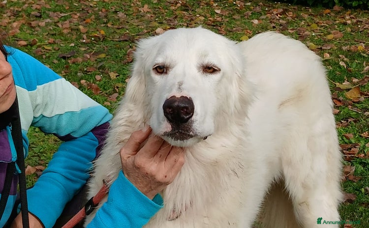 Meticcio cani a Città metropolitana di Roma Capitale - Annuncio 16