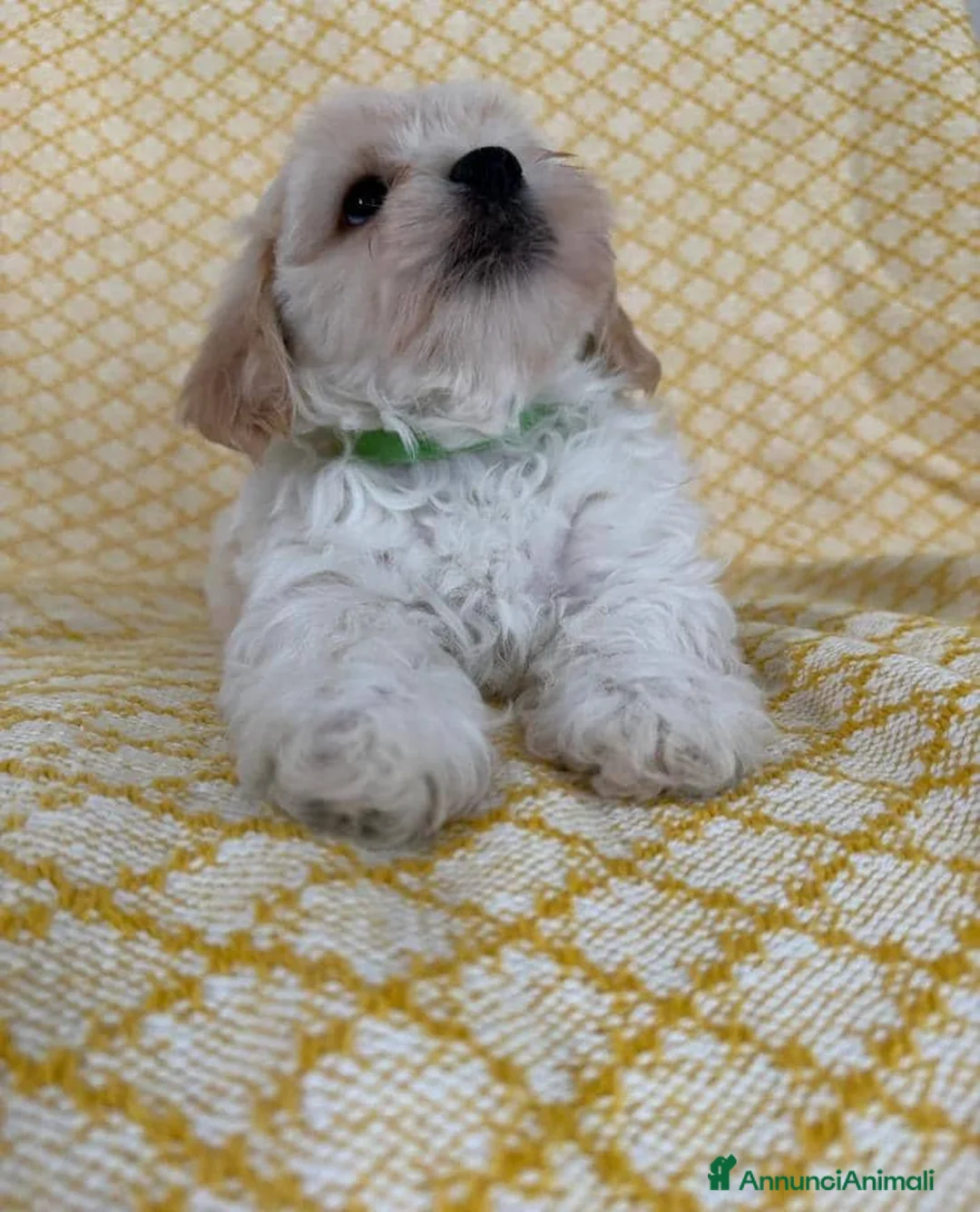 Maltipoo cani in vendita: Cuccioli di Maltipoo  - Annuncio 7