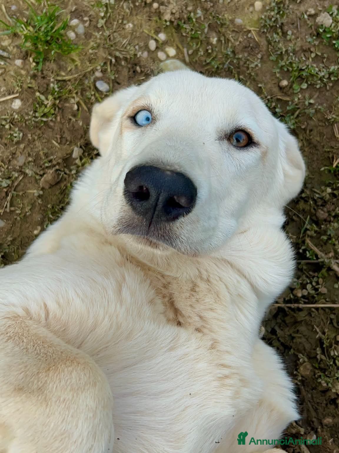 Meticcio cani Adotta Celeste - Annuncio 14