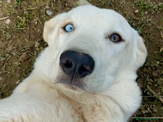 Meticcio cani Adotta Celeste - Annuncio 14