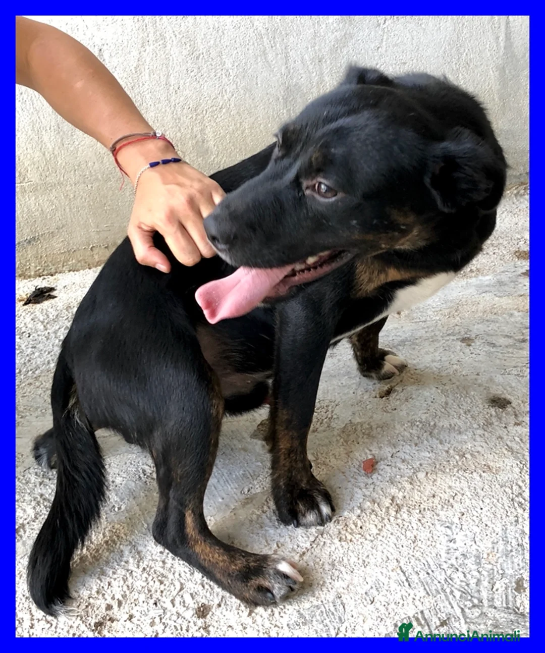 Meticcio cani in regalo: TOBY dolcissimo coccolone - Annuncio 1