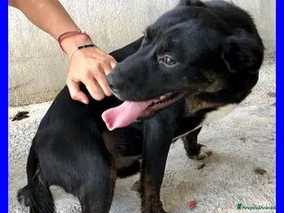 Meticcio cani TOBY dolcissimo coccolone - Annuncio 36