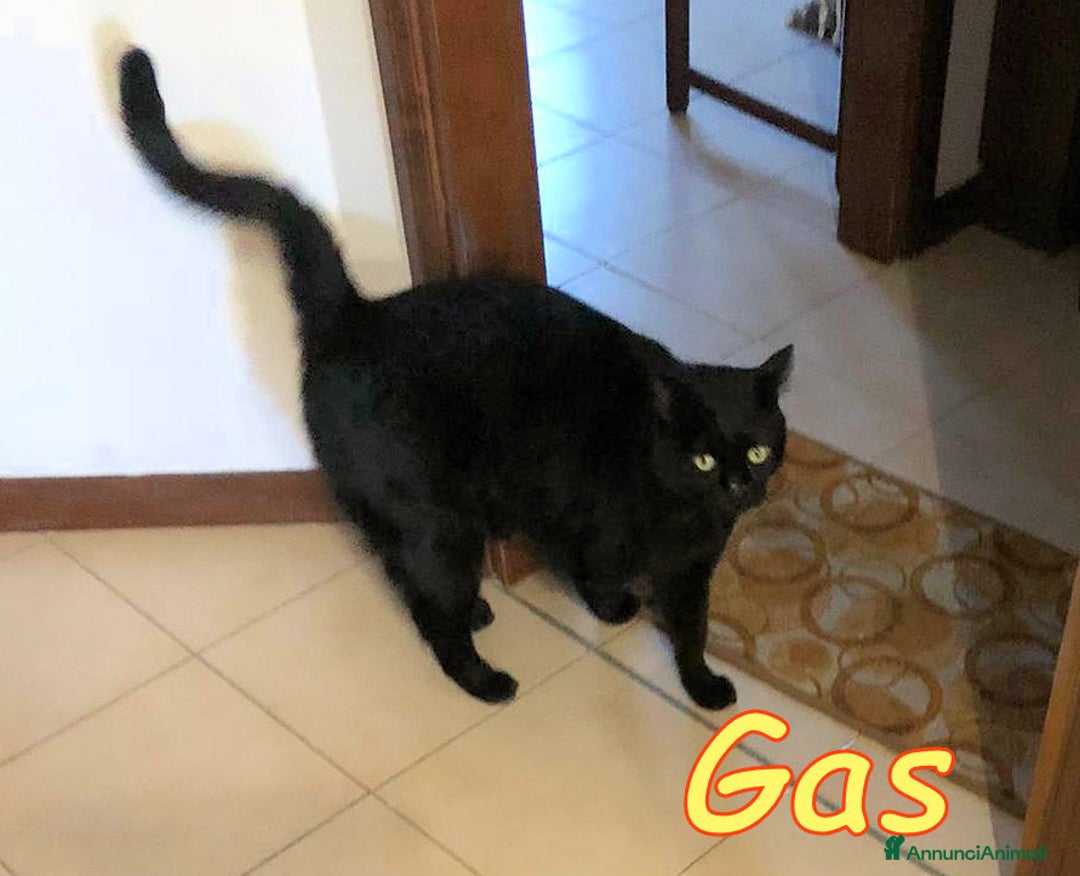 Europeo gatti in regalo: ROMA: GAS E' RIMASTO ORFANO    - Annuncio 3