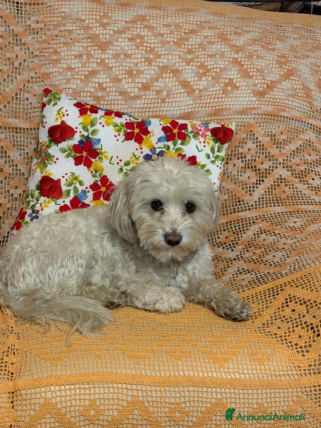 Maltipoo cani per accoppiamento: Fidanzatina cercasi a Città metropolitana di Roma Capitale - Annuncio 1