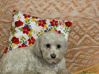 Maltipoo cani Fidanzatina cercasi - Annuncio 2