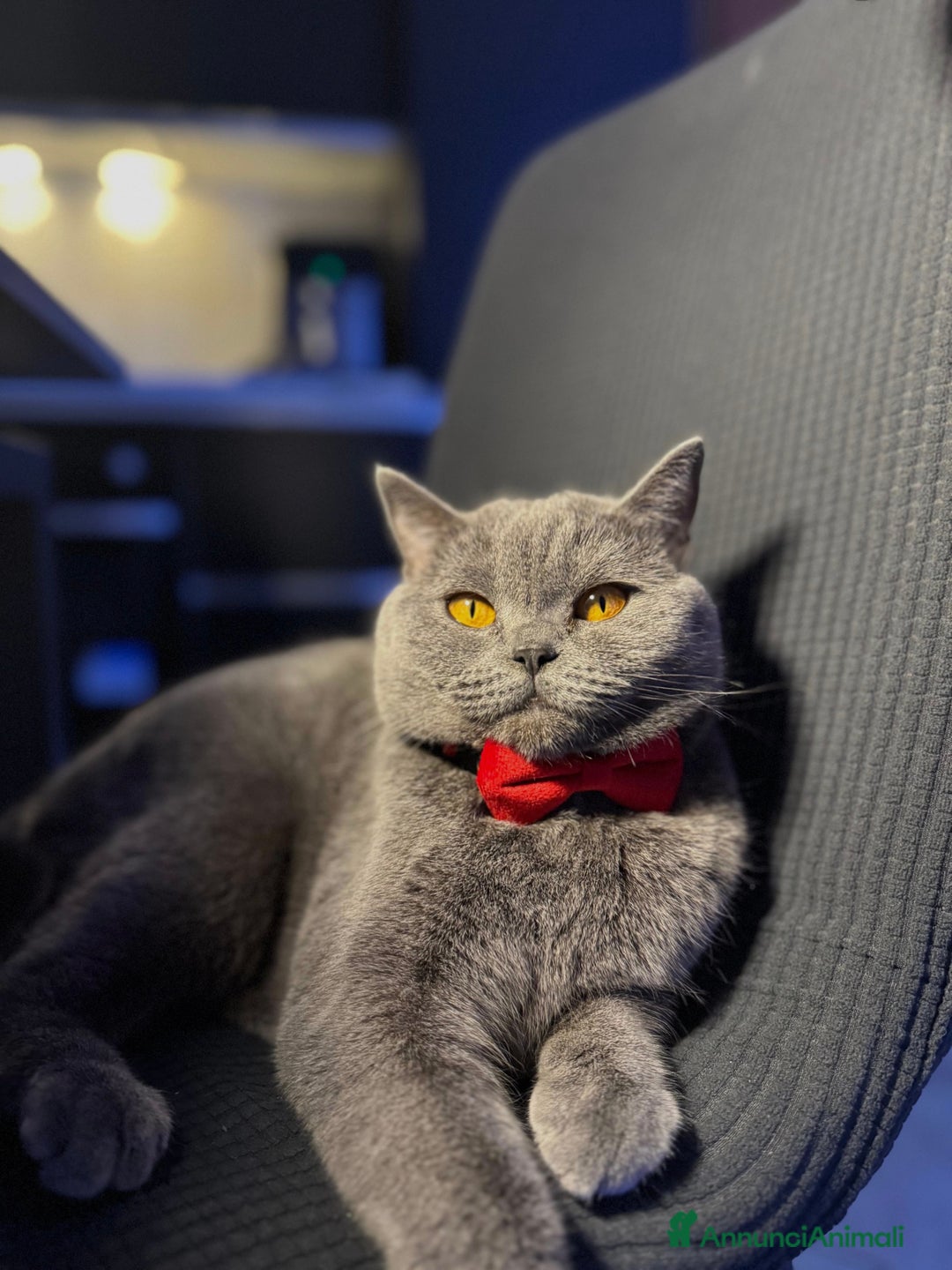 Scottish gatti per accoppiamento: Gattina Scottish cerca per accoppiamento  - Annuncio 1