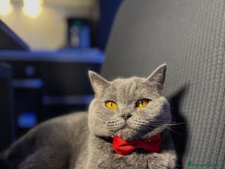 Scottish gatti Gattina Scottish cerca per accoppiamento - Annuncio 1