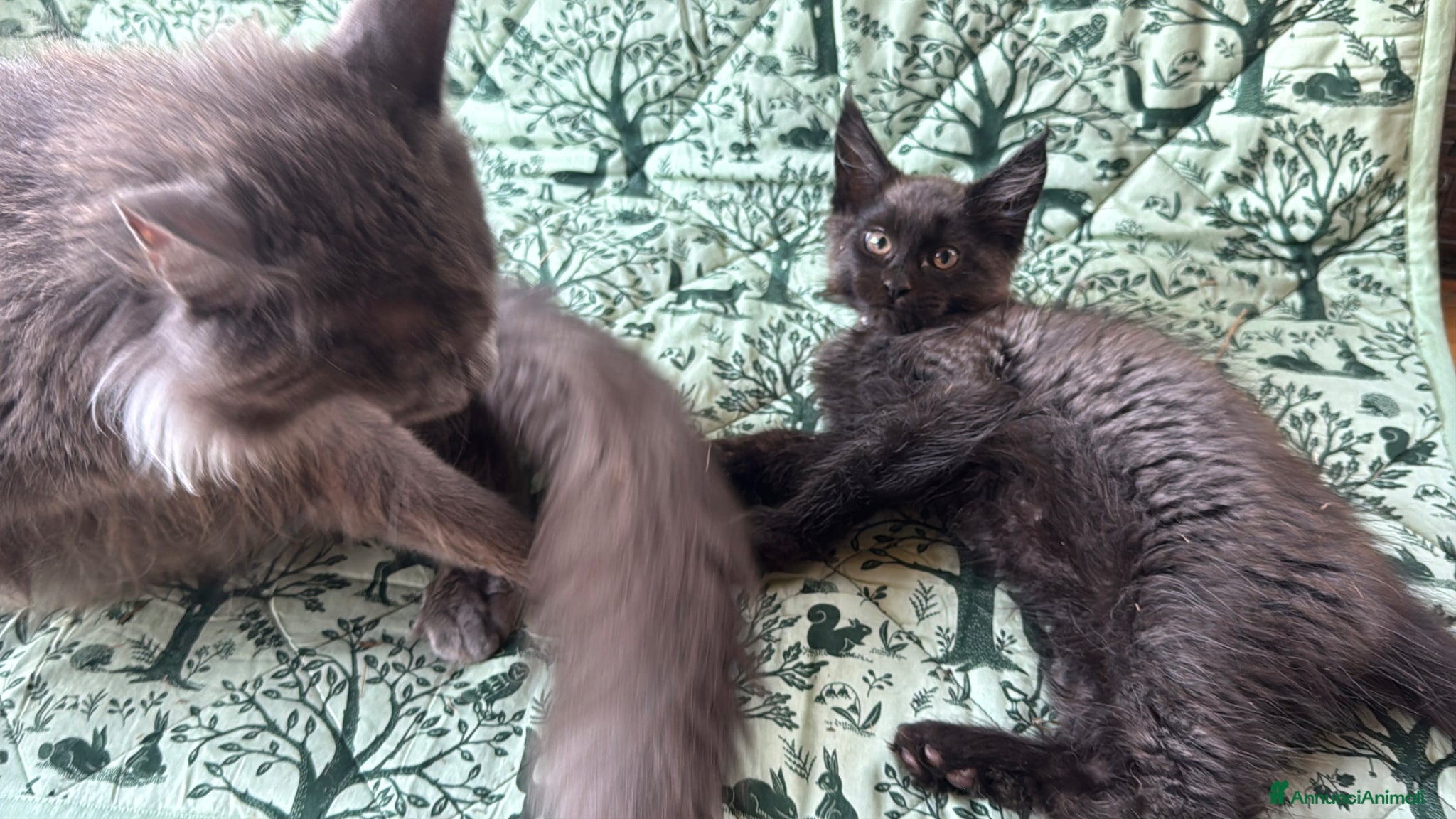 Maine Coon gatti in vendita: Cuccioli di maine coon manto black smoke - Annuncio 15