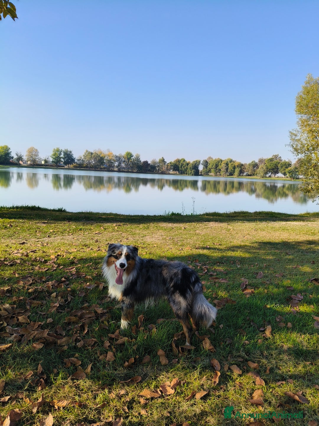 Australian Shepherd cani per accoppiamento: Cane da riproduzione - Annuncio 6
