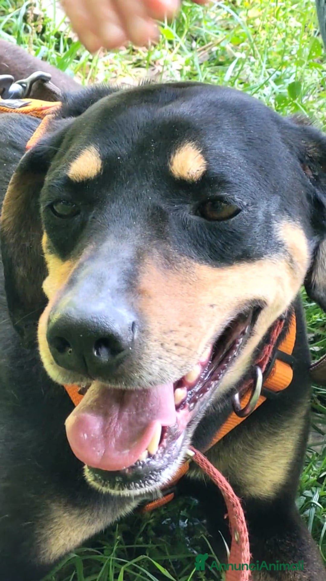 Segugio cani in regalo: Splendida mix segugio - SKYLAR a Città metropolitana di Milano - Annuncio 5