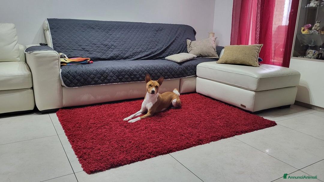 Basenji cani per accoppiamento: Bansenji purissimo - Annuncio 6