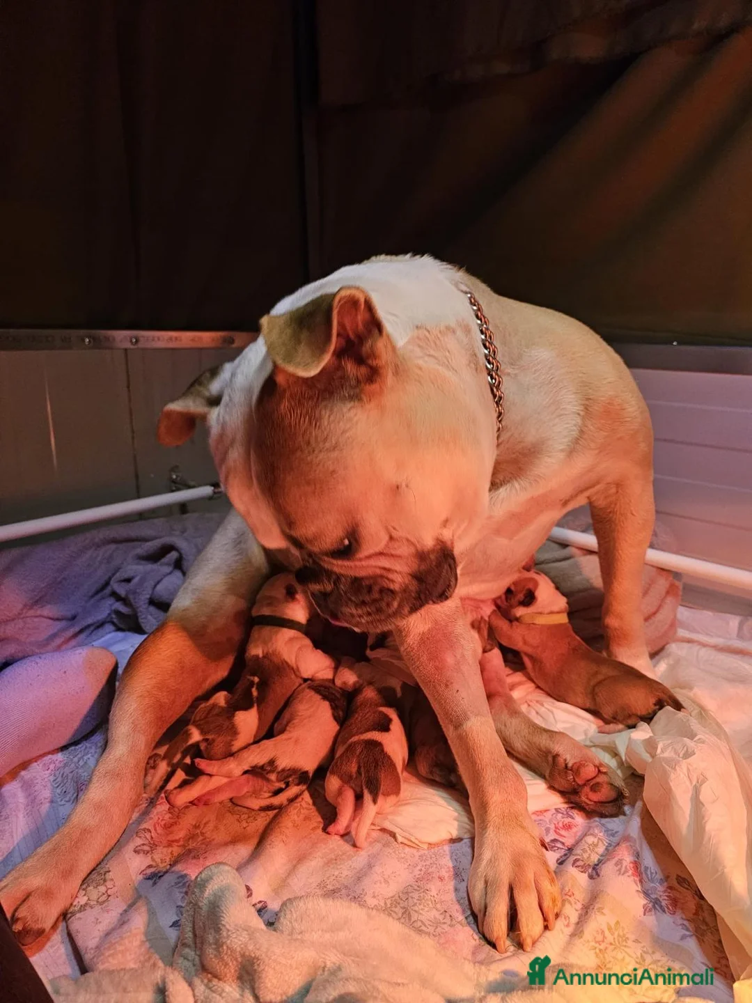 Bulldog cani in vendita: American Bulldog cuccioli - Annuncio 8