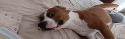 American Staffordshire cani in regalo: Regalo  a Città metropolitana di Milano - Annuncio 2