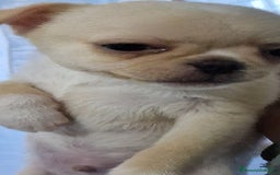 Chihuahua cani in vendita: Chihuahua maschietto - Immagine 8