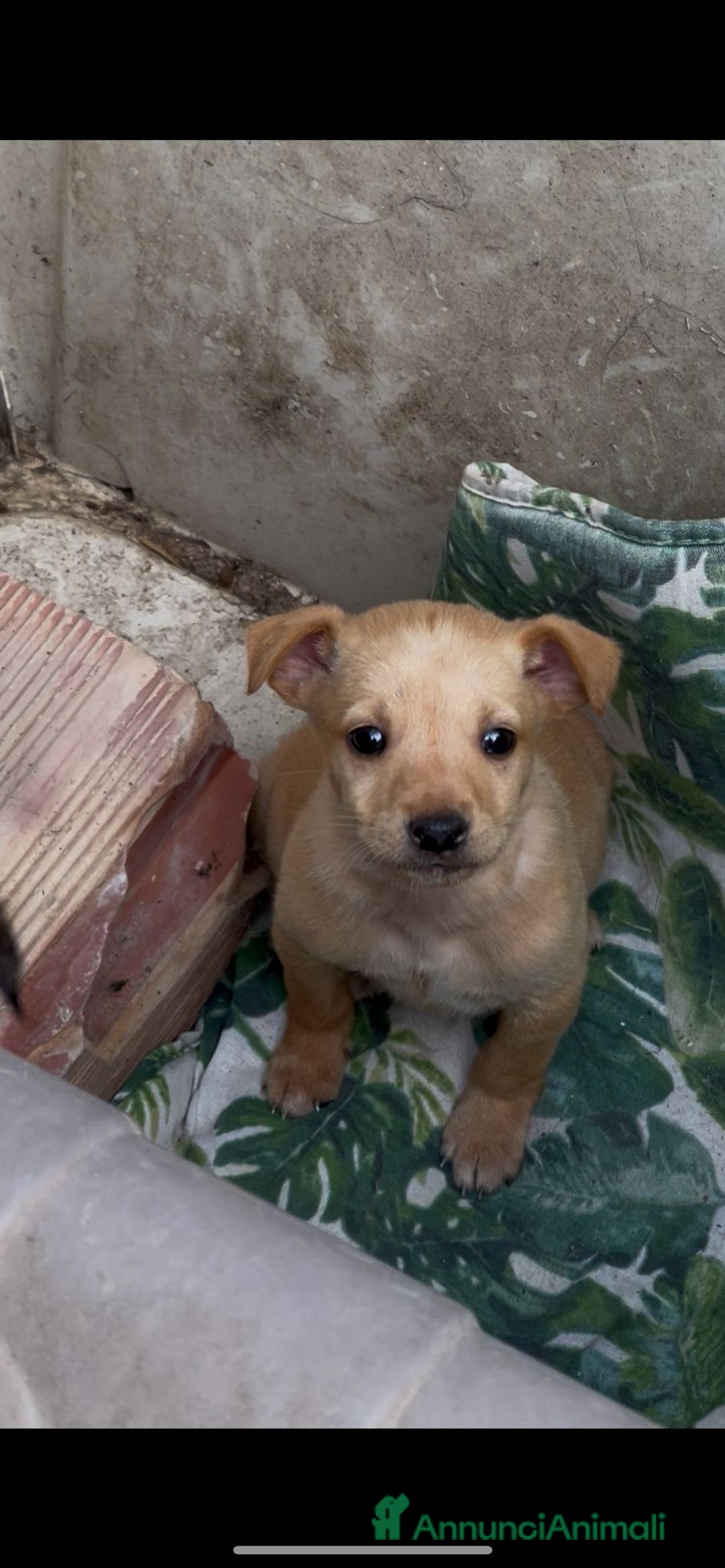 Meticcio cani in regalo: FLIX 💙 - cucciolo taglia piccola cerca casa 🥰 - Annuncio 6
