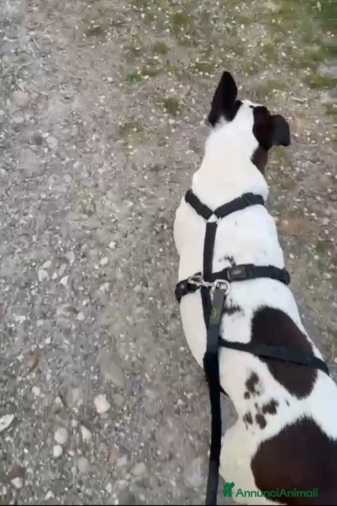 Meticcio cani in regalo: Mix molossina 2anni DOMENICA TORNA IN PUGLIA! LODI - Annuncio 2