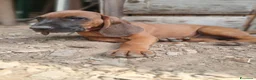 Segugio Bavarese cani in vendita: Cucciolata di Segugio bavarese (Ancora 3 rimasti!) - Annuncio 3