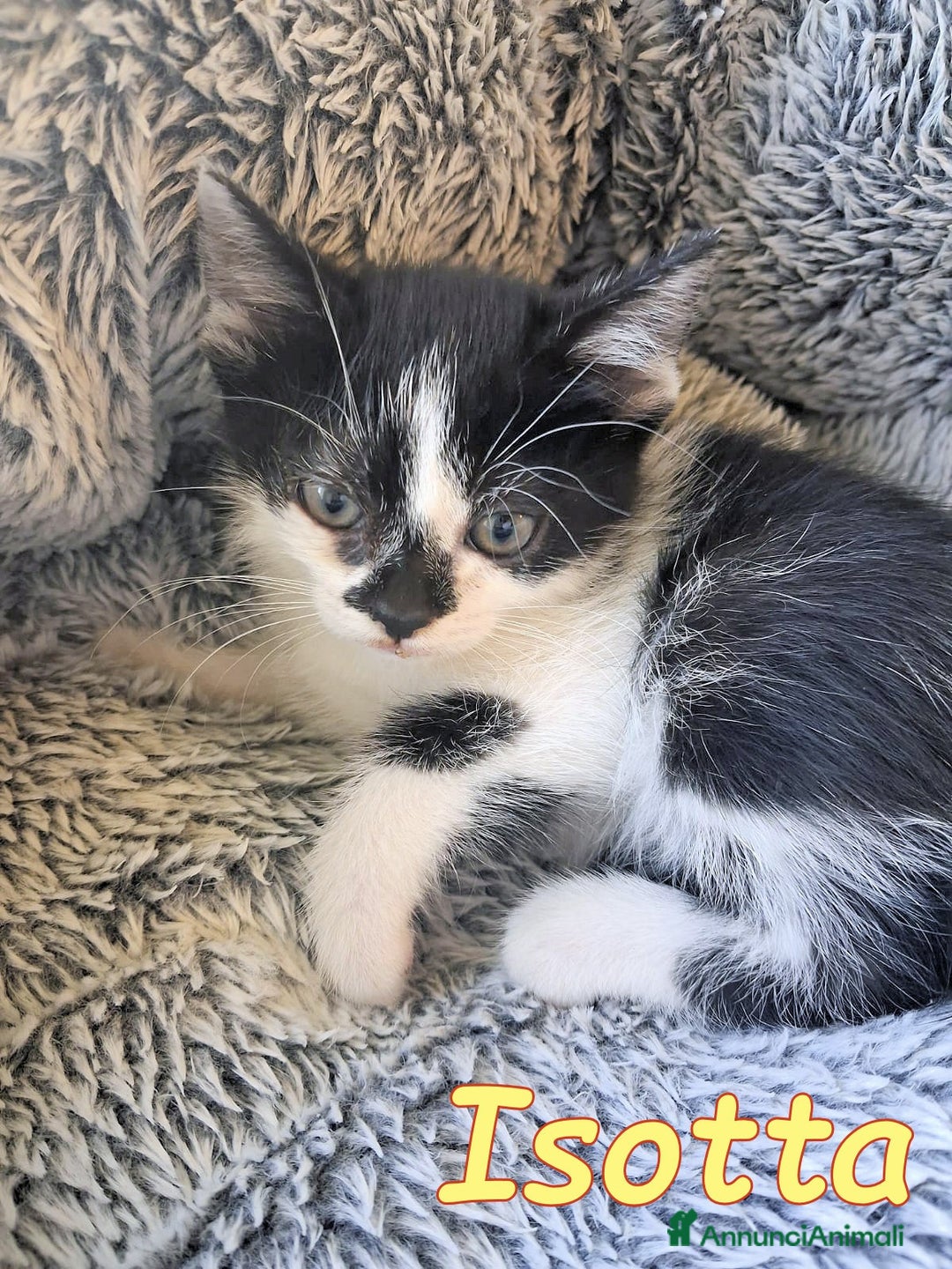 Europeo gatti in regalo: PICCINA e BELLISSIMA  ISOTTA🖤🤍 - Immagine 2