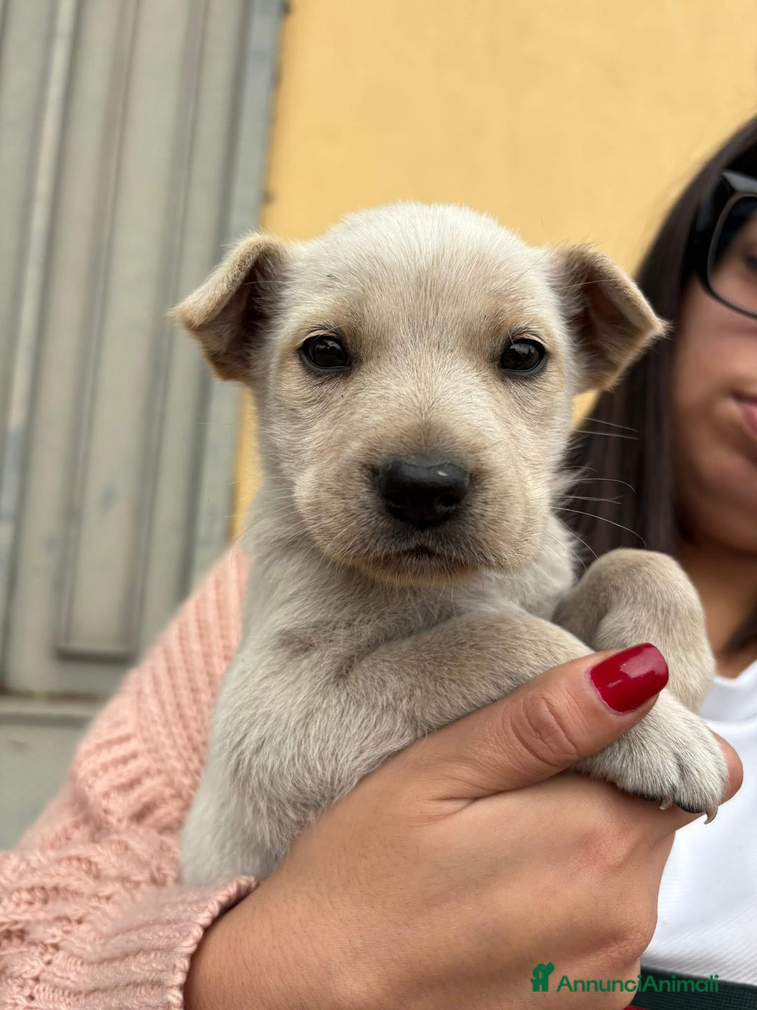 Labrador cani in regalo: Falkon cerca casa!!  - Annuncio 1