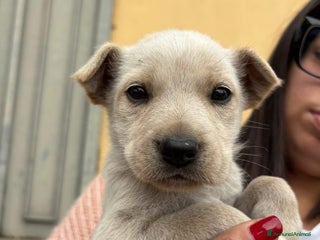Labrador cani Falkon cerca casa!! - Annuncio 1