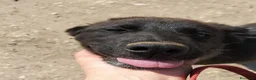 Meticcio cani in regalo: Buio, un cucciolo in cerca di aiuto  - Annuncio 4