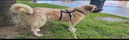Meticcio cani in regalo: Hulk: gigante buono educato e coccolone  - Annuncio 5