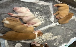 American Bully cani in vendita: Cuccioli di american Bully pocket  - Annuncio 7