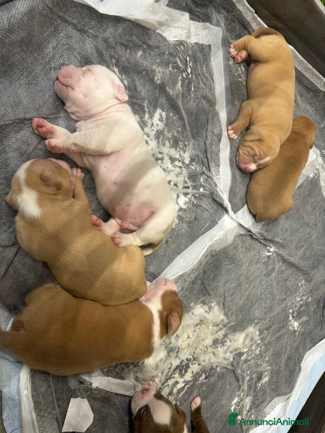 American Bully cani in vendita: Cuccioli di american Bully pocket  - Annuncio 7