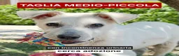 Meticcio cani in regalo: GIOVE 💙 piccolo fuori. Tosto dentro! a Provincia di Mantova - Annuncio 4