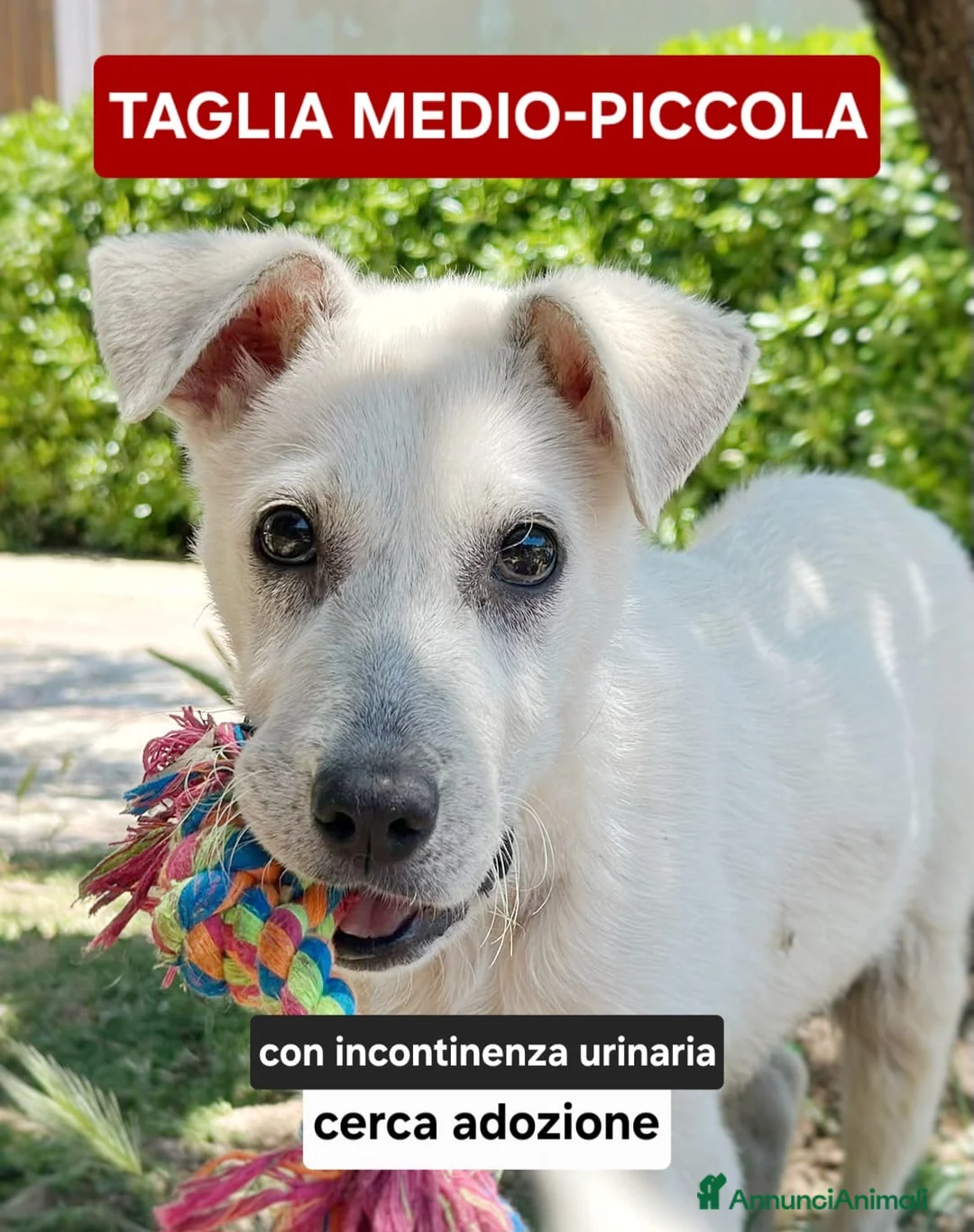Meticcio cani in regalo: GIOVE 💙 piccolo fuori. Tosto dentro! a Provincia di Mantova - Annuncio 4