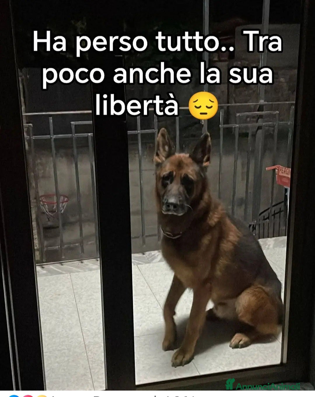 Pastore Tedesco cani in regalo: Pastore Tedesco adulto in balcone SOS CASA SALERNO - Annuncio 1