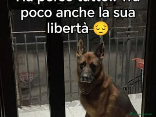 Pastore Tedesco cani Pastore Tedesco adulto in balcone SOS CASA SALERNO - Annuncio 6